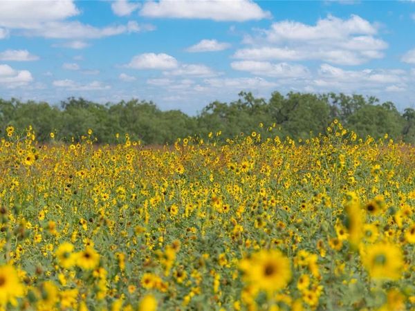 1434 CR 313, Gouldbusk, TX 76845