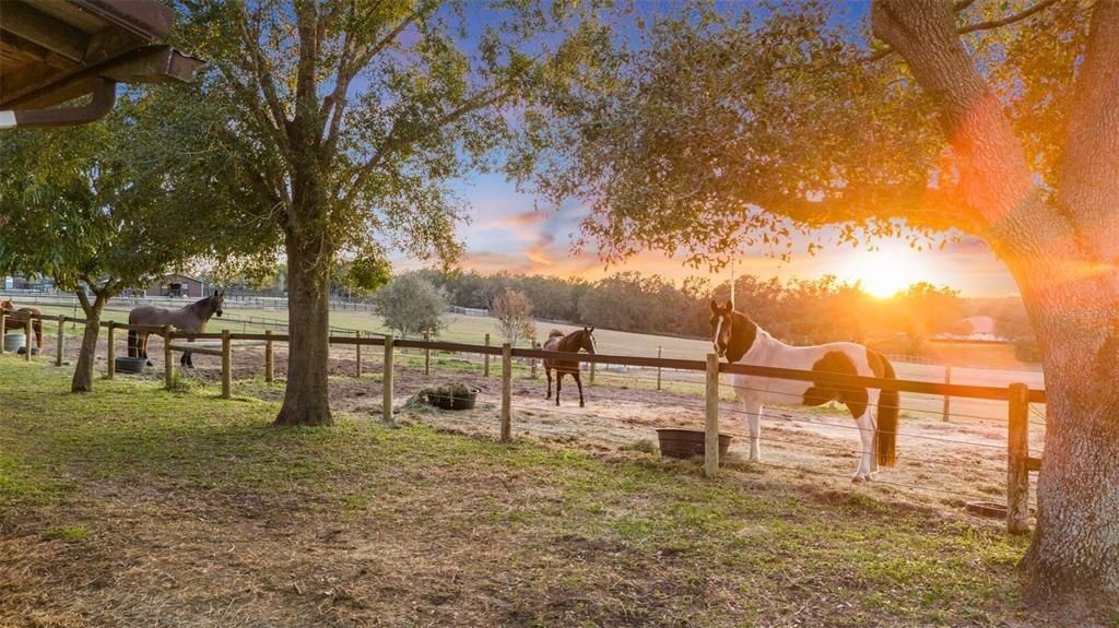 4230 Rex Drive, Winter Garden, FL 34787 Photo