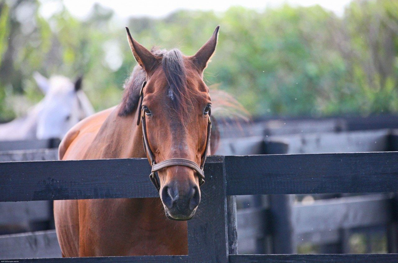 16361 Norris Road, Wellington, FL 33470 Photo