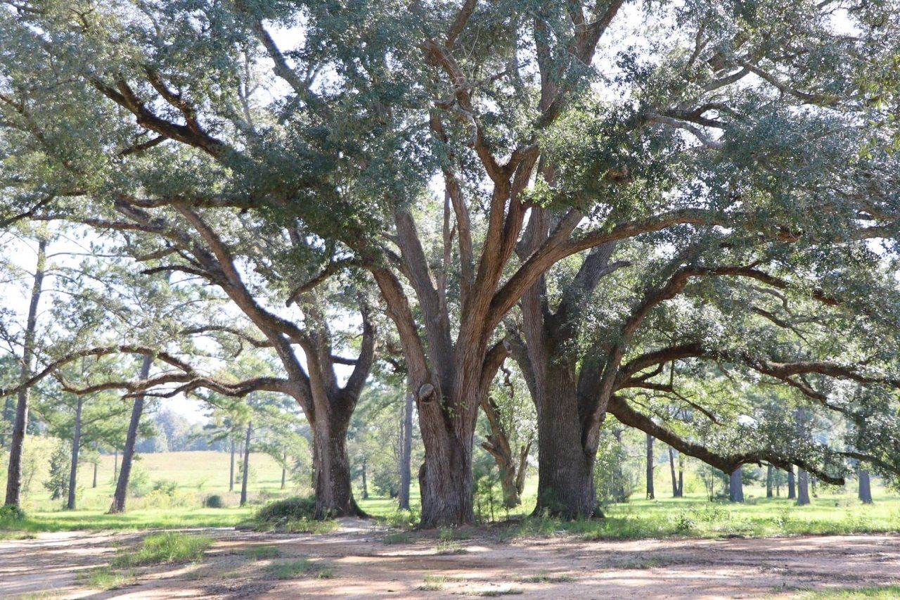 2588 Heavenly Drive, Marianna, FL 32448 Photo