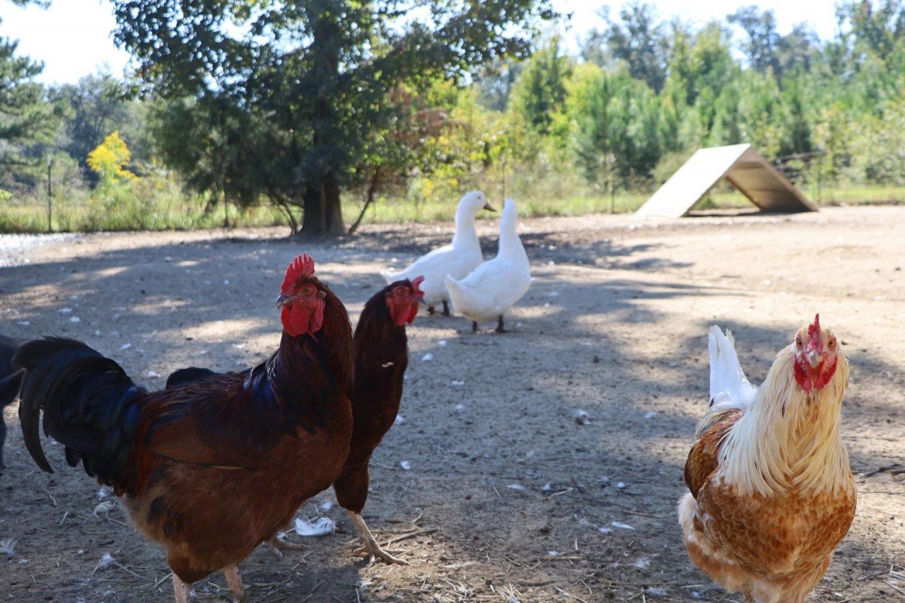 2588 Heavenly Drive, Marianna, FL 32448 Photo