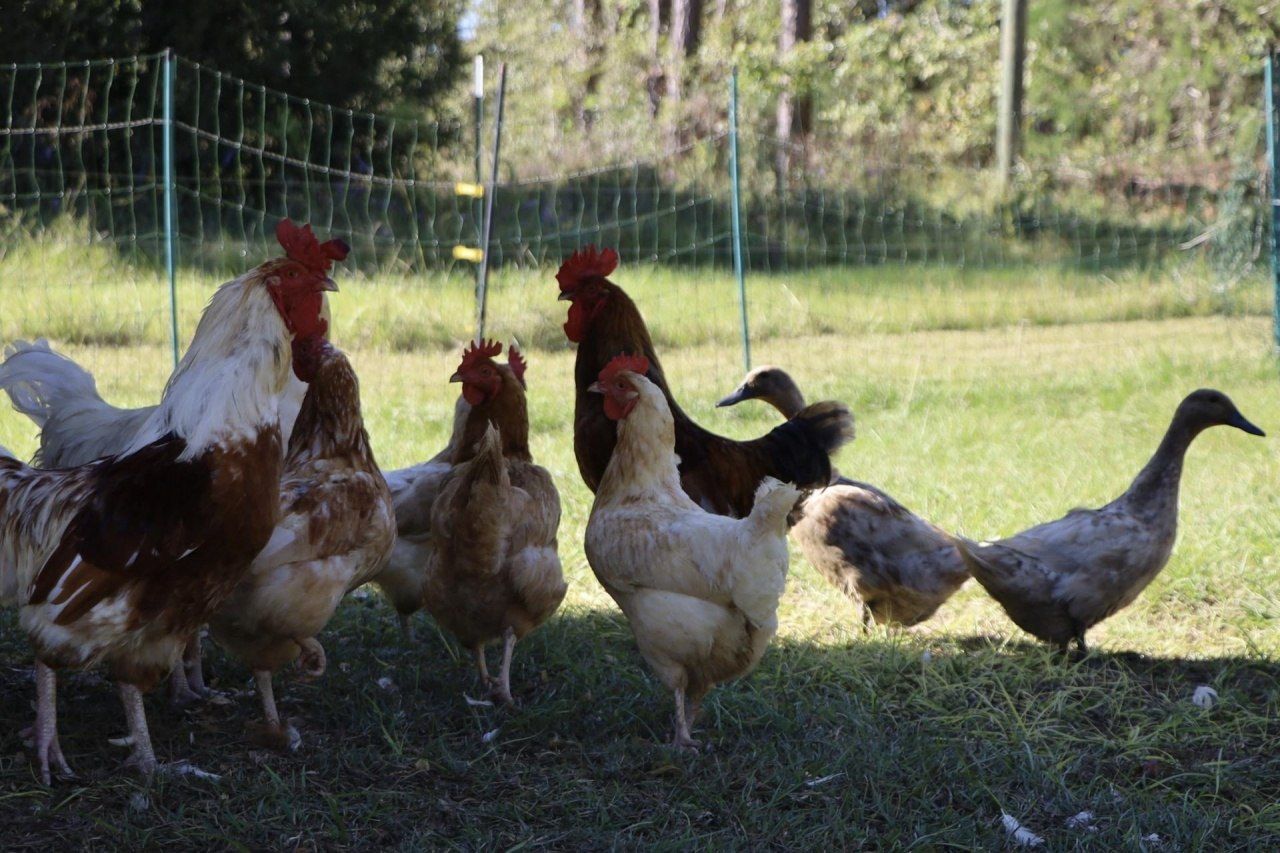 2588 Heavenly Drive, Marianna, FL 32448 Photo