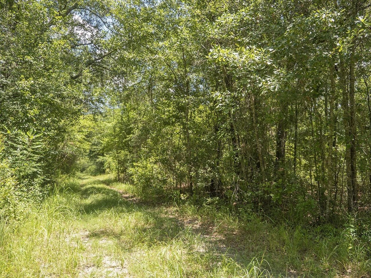 Vacant SW Hike Lake Road, Madison, FL 32340 Photo
