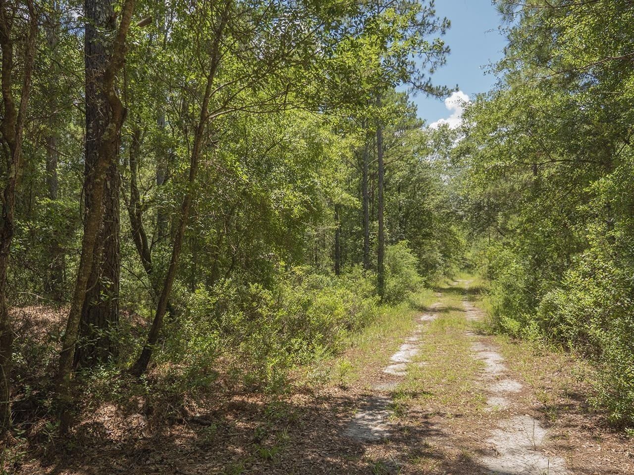 Vacant SW Hike Lake Road, Madison, FL 32340 Photo
