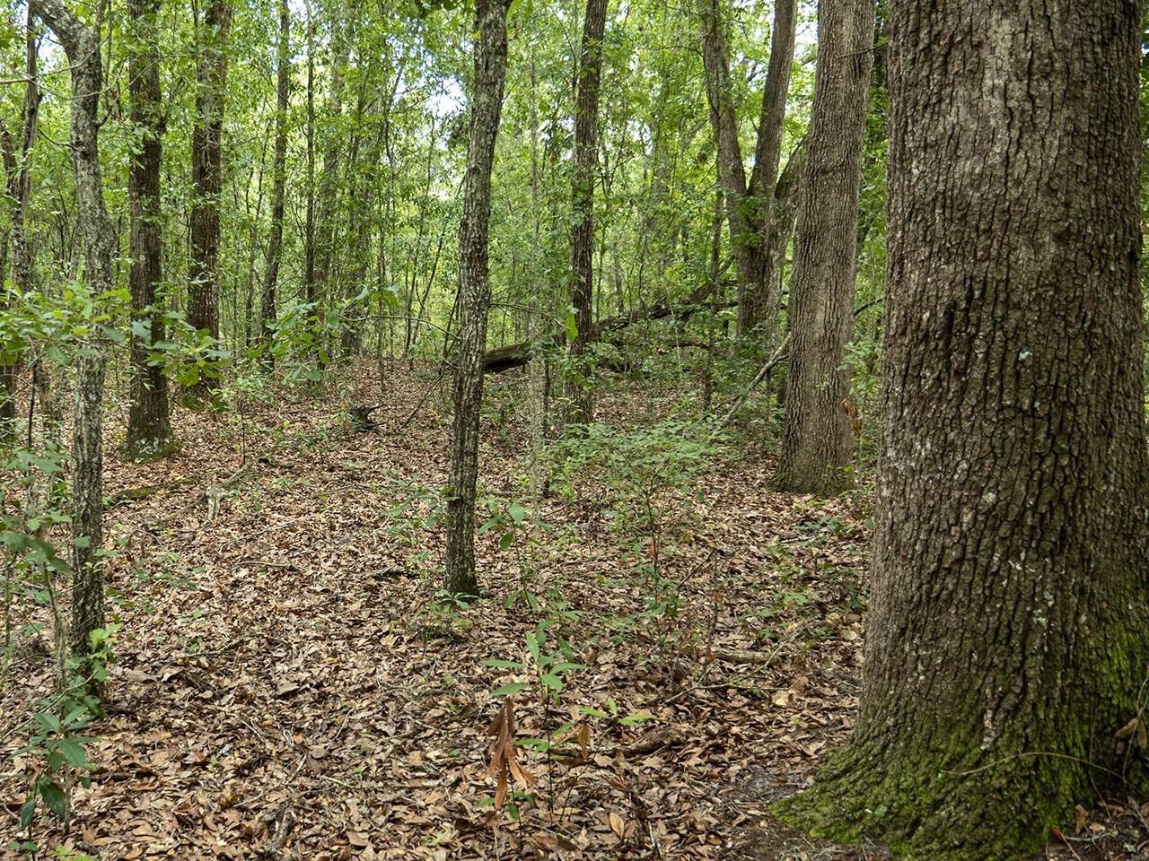 Vacant SW Hike Lake Road, Madison, FL 32340 Photo
