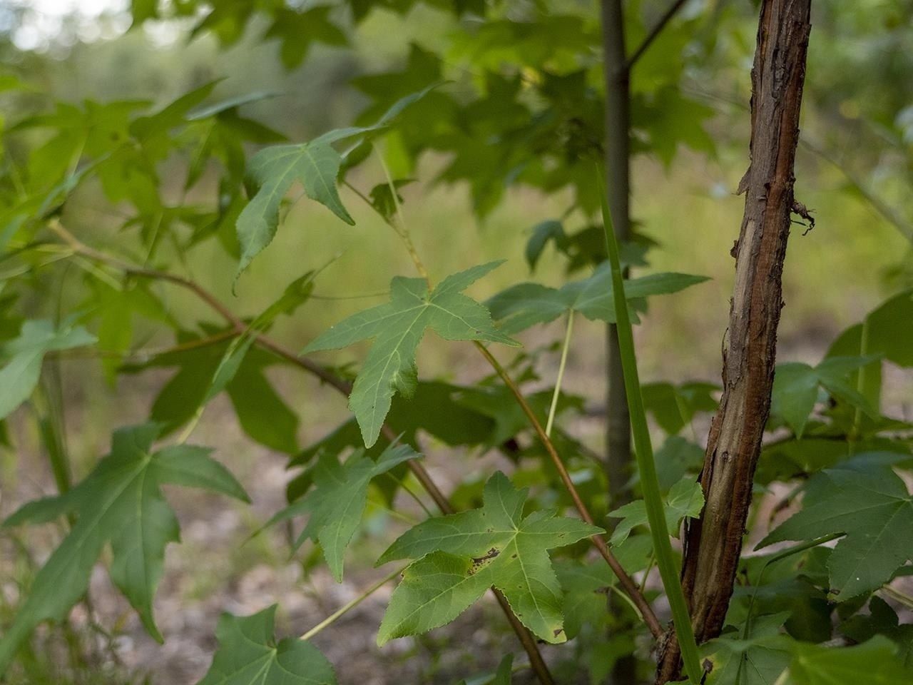 Vacant SW Hike Lake Road, Madison, FL 32340 Photo
