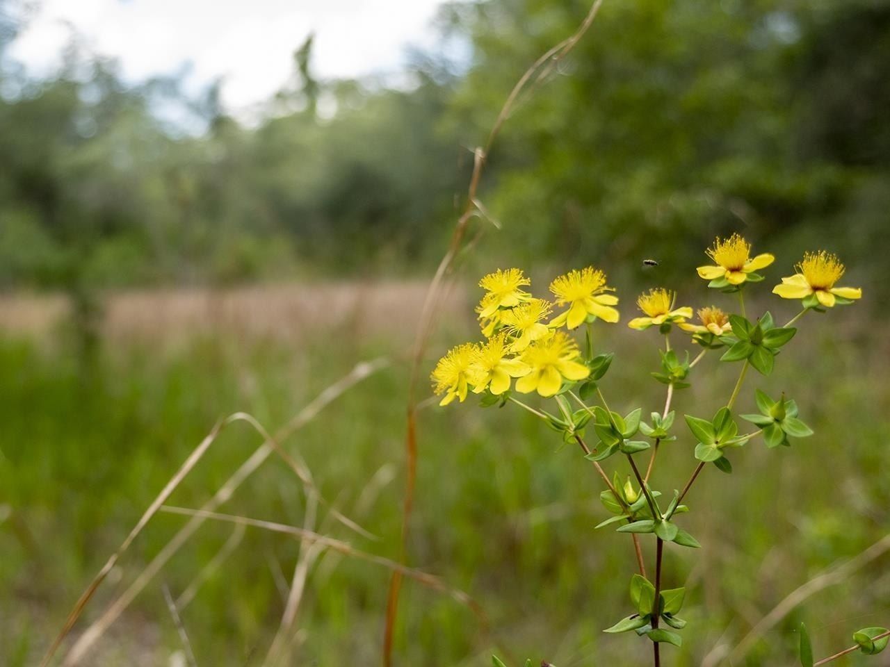 Vacant SW Hike Lake Road, Madison, FL 32340 Photo