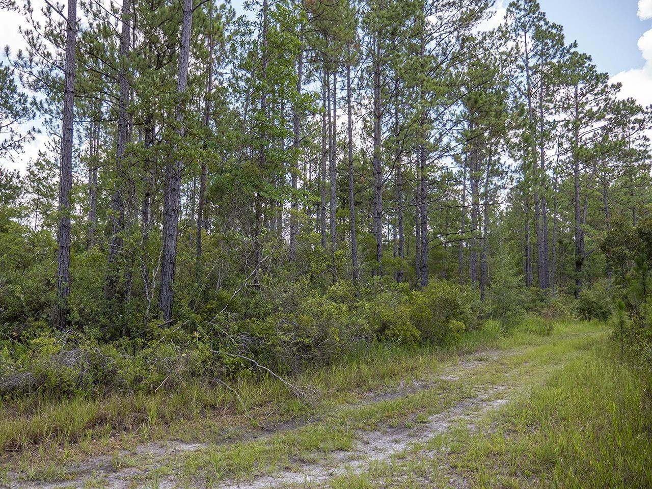 Vacant SW Hike Lake Road, Madison, FL 32340 Photo