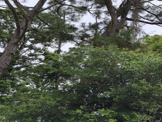 Lot 8 Surf Road, Ochlockonee Bay, FL 32346 Photo