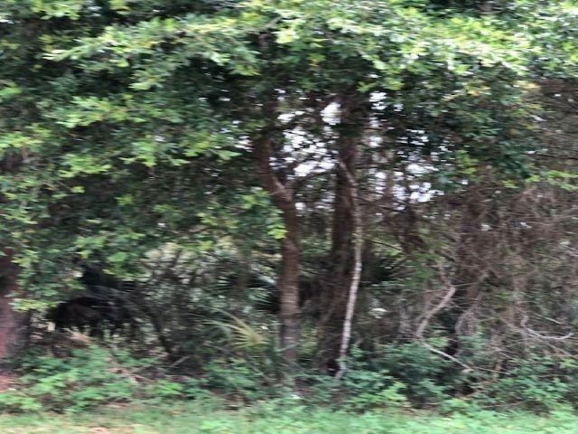 Lot 8 Surf Road, Ochlockonee Bay, FL 32346 Photo