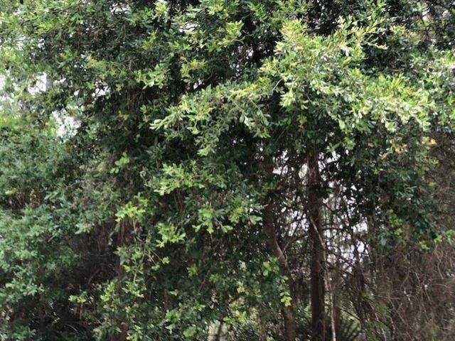 Lot 9 Surf Road, Ochlockonee Bay, FL 32346 Photo