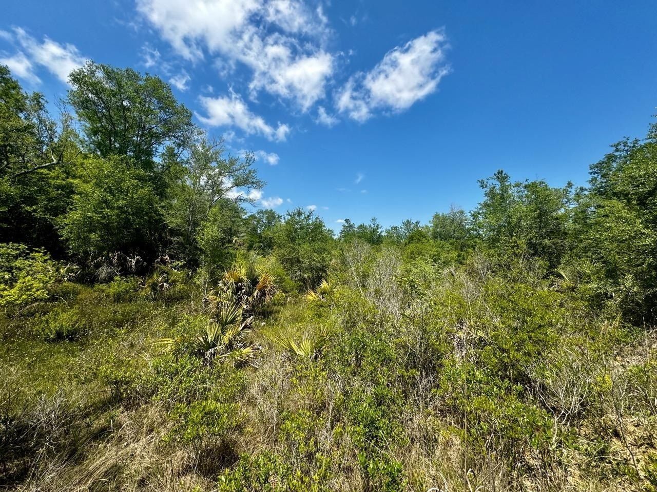 Vacant 62 Road, Lamont, FL 32336 Photo