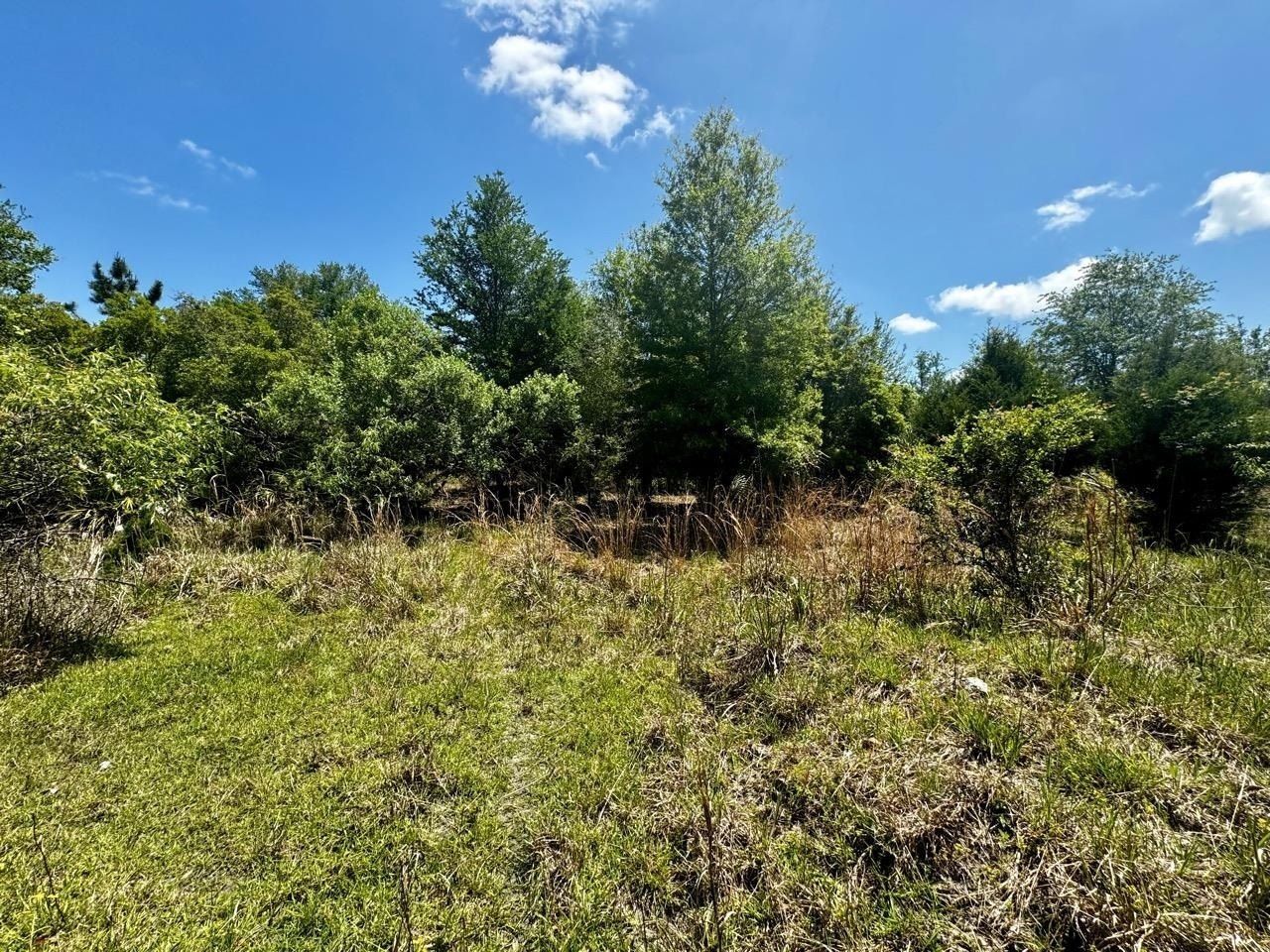 Vacant 62 Road, Lamont, FL 32336 Photo