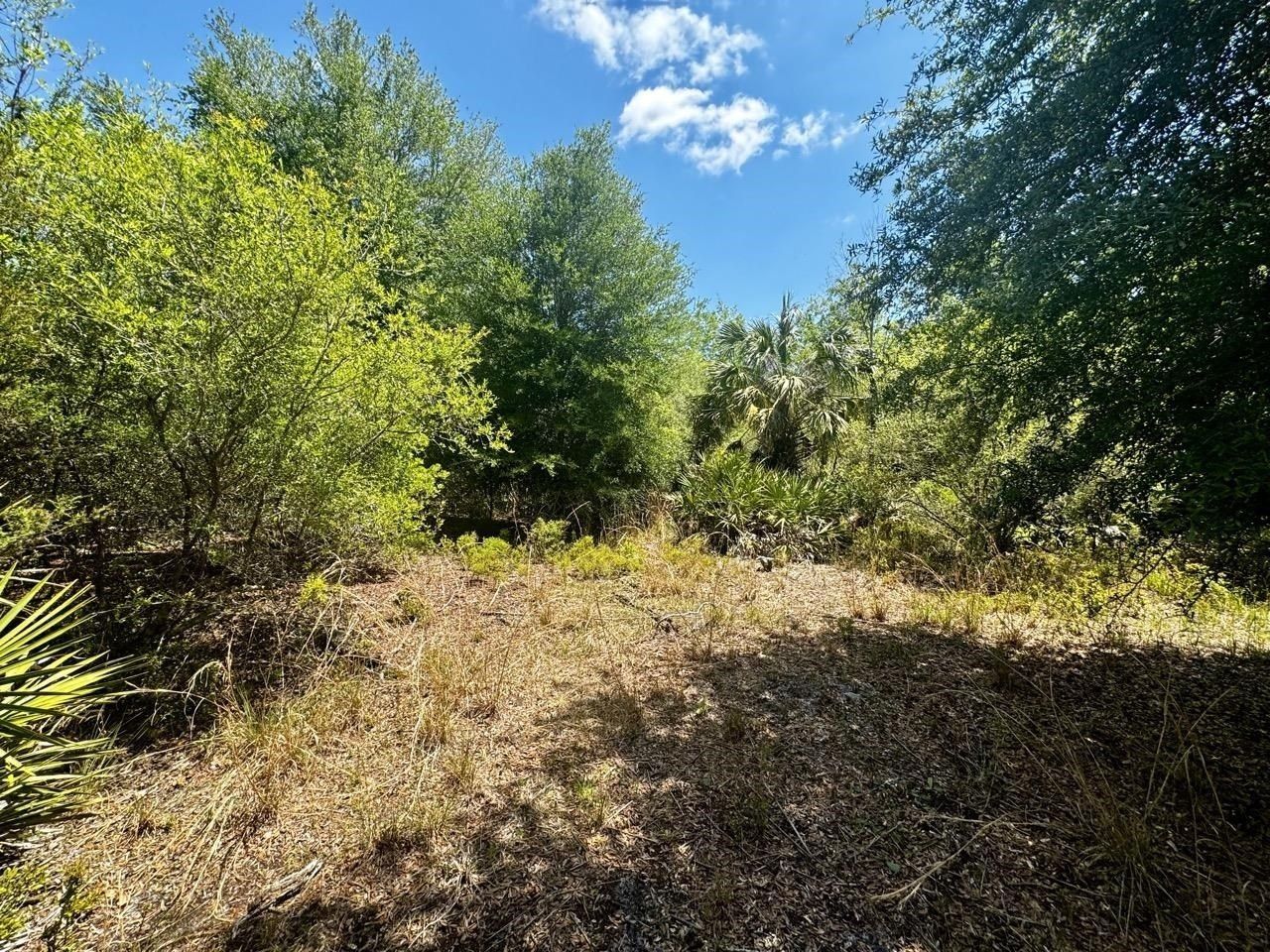 Vacant 62 Road, Lamont, FL 32336 Photo