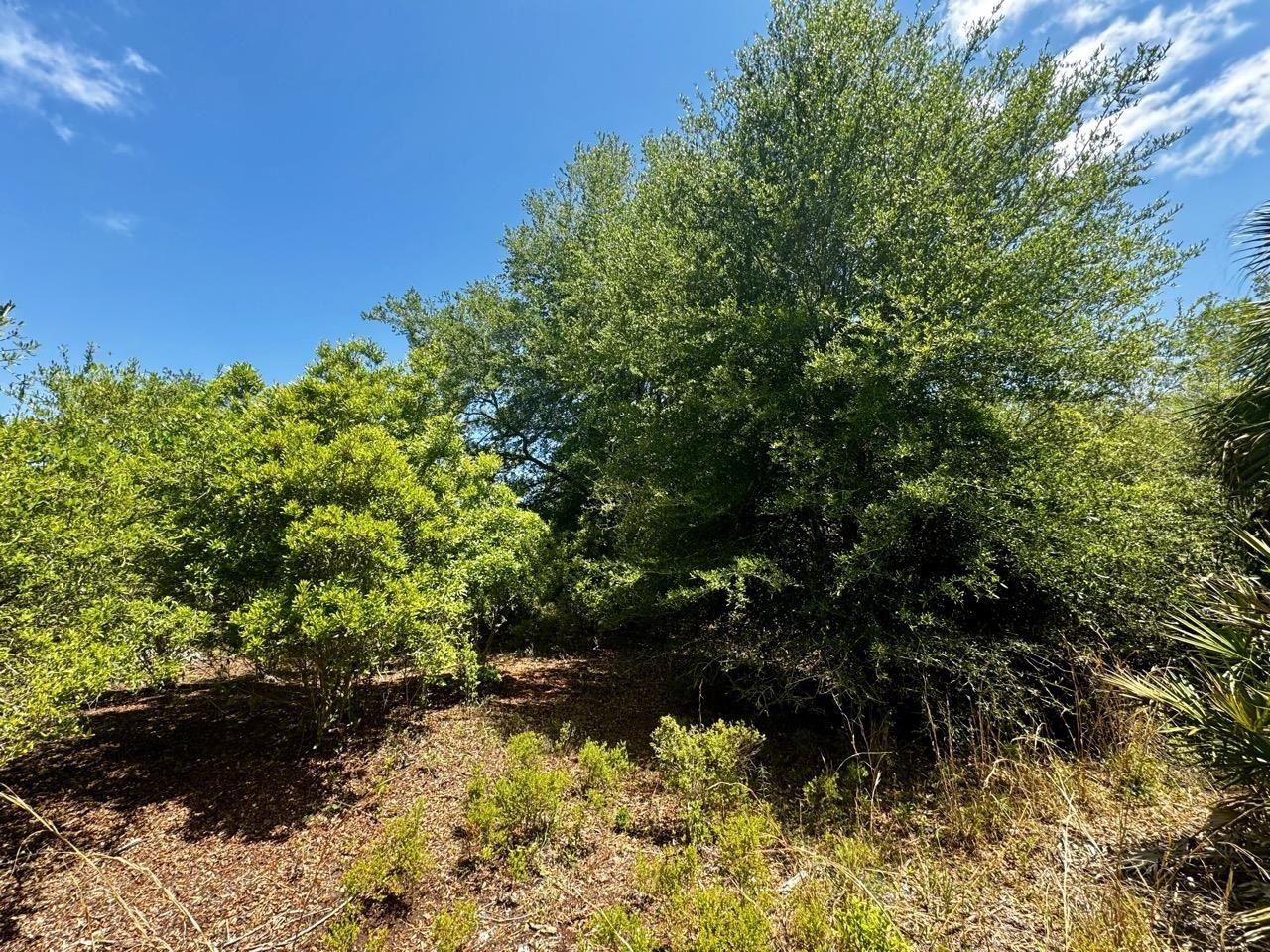 Vacant 62 Road, Lamont, FL 32336 Photo