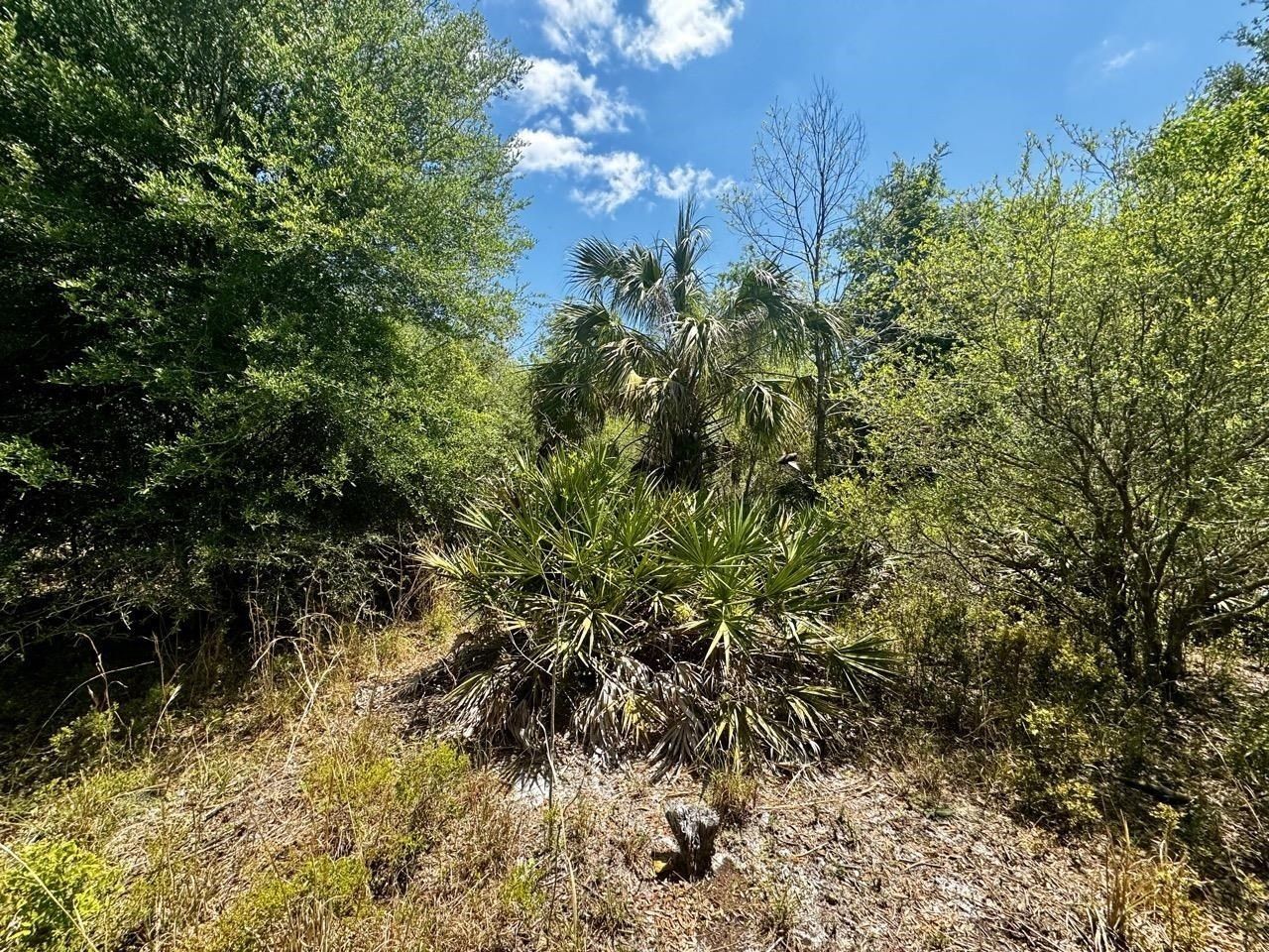 Vacant 62 Road, Lamont, FL 32336 Photo