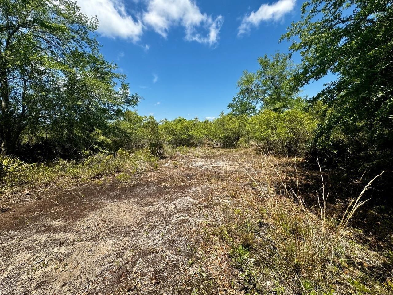 Vacant 62 Road, Lamont, FL 32336 Photo