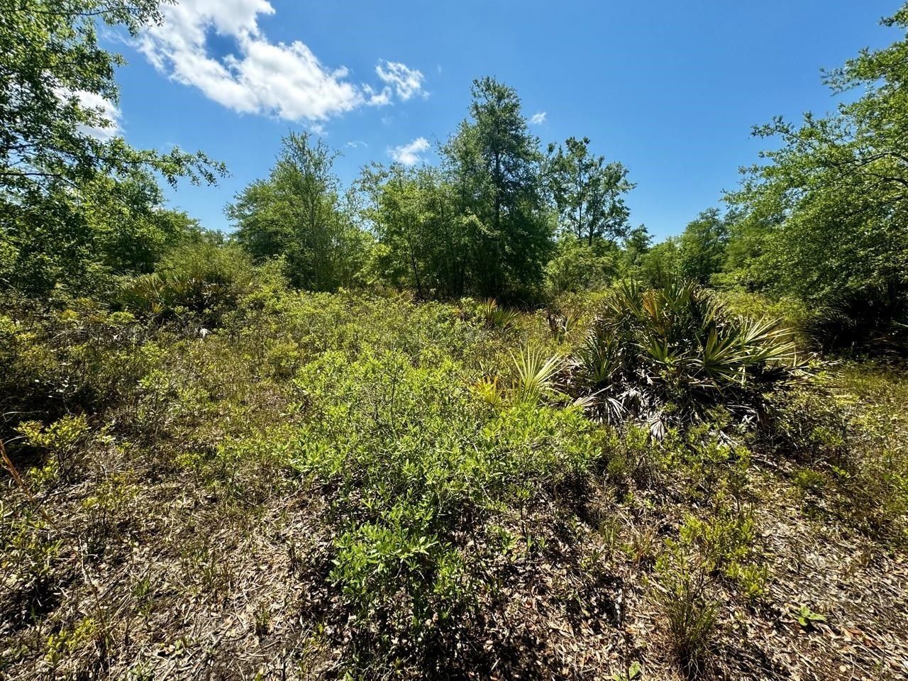 Vacant 62 Road, Lamont, FL 32336 Photo