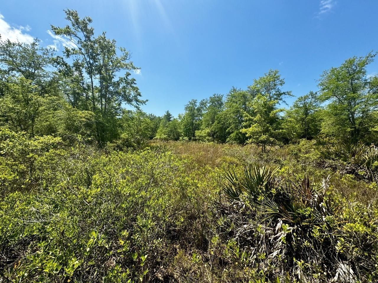 Vacant 62 Road, Lamont, FL 32336 Photo