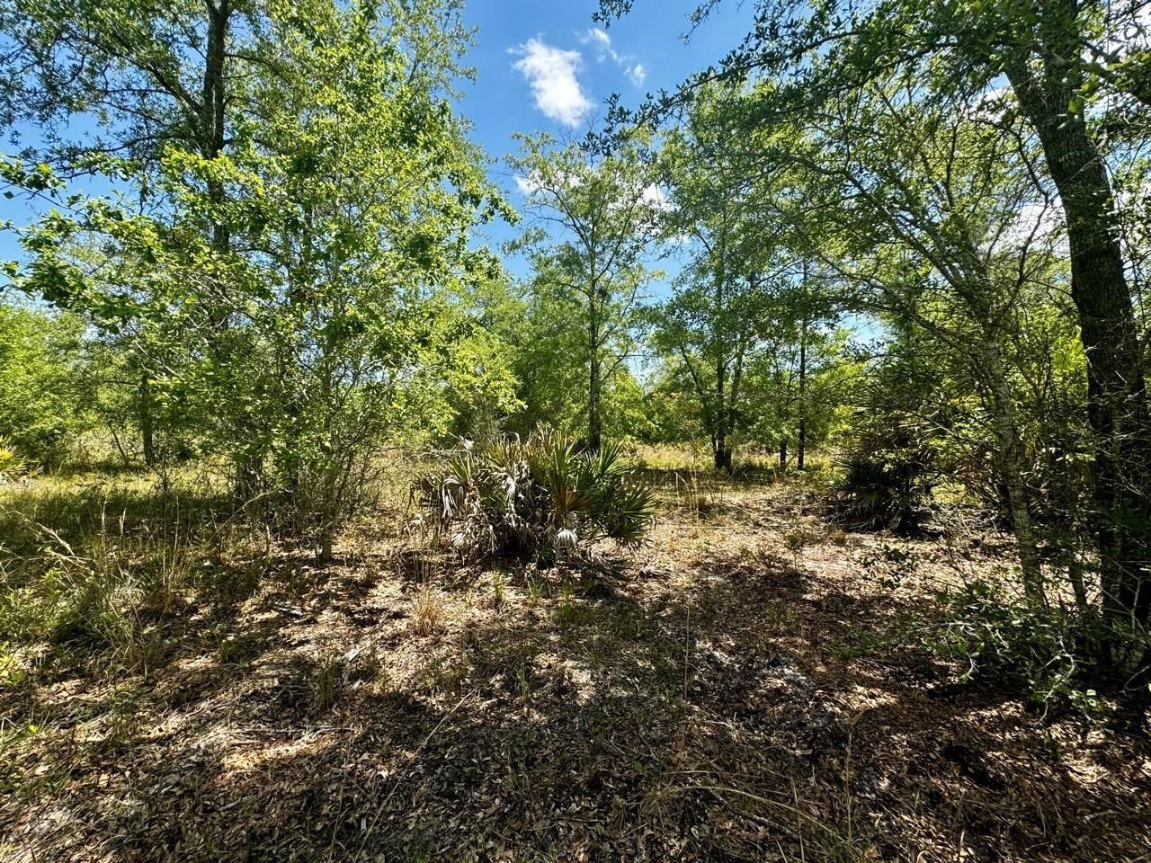Vacant 62 Road, Lamont, FL 32336 Photo