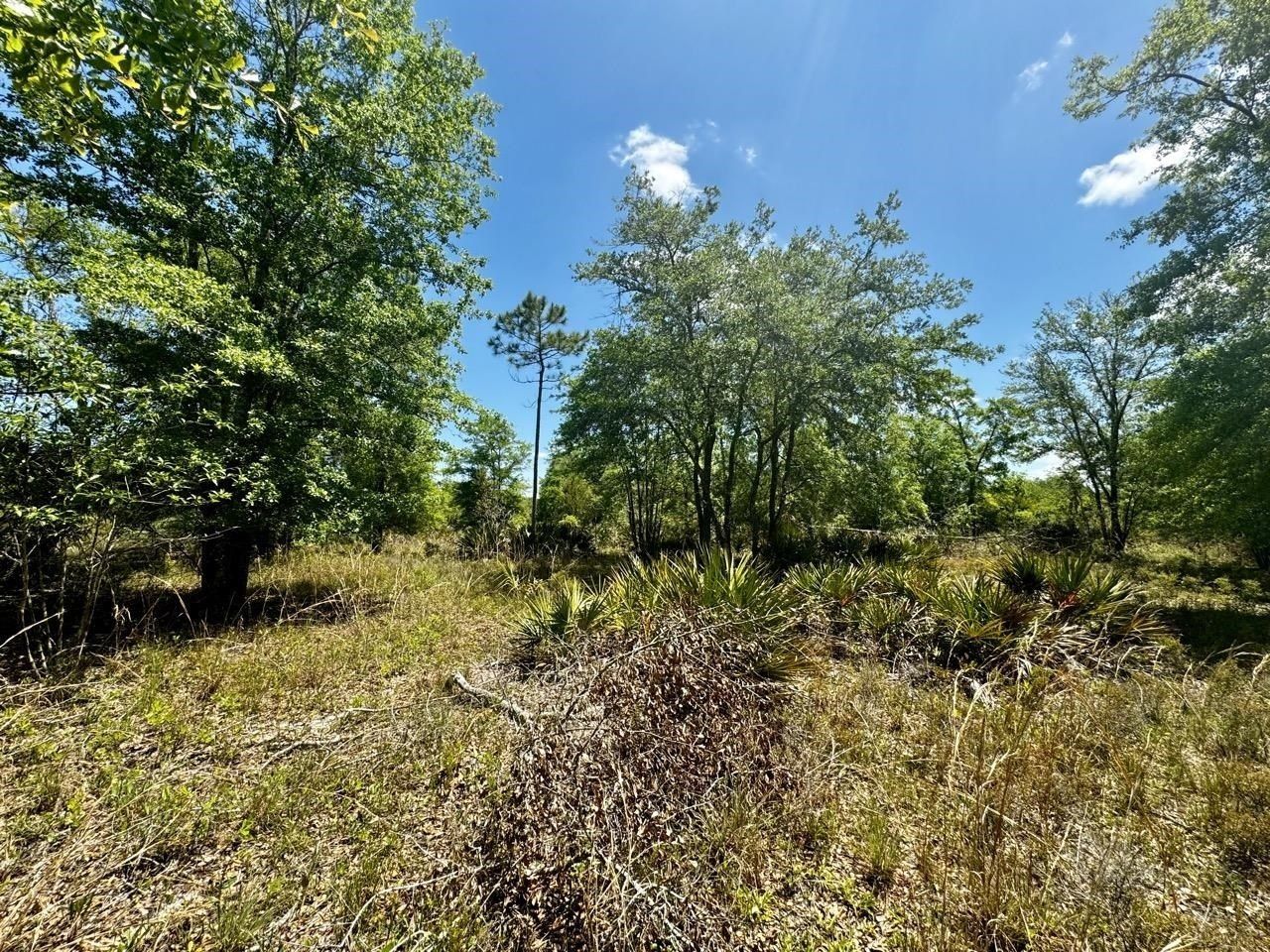 Vacant 62 Road, Lamont, FL 32336 Photo
