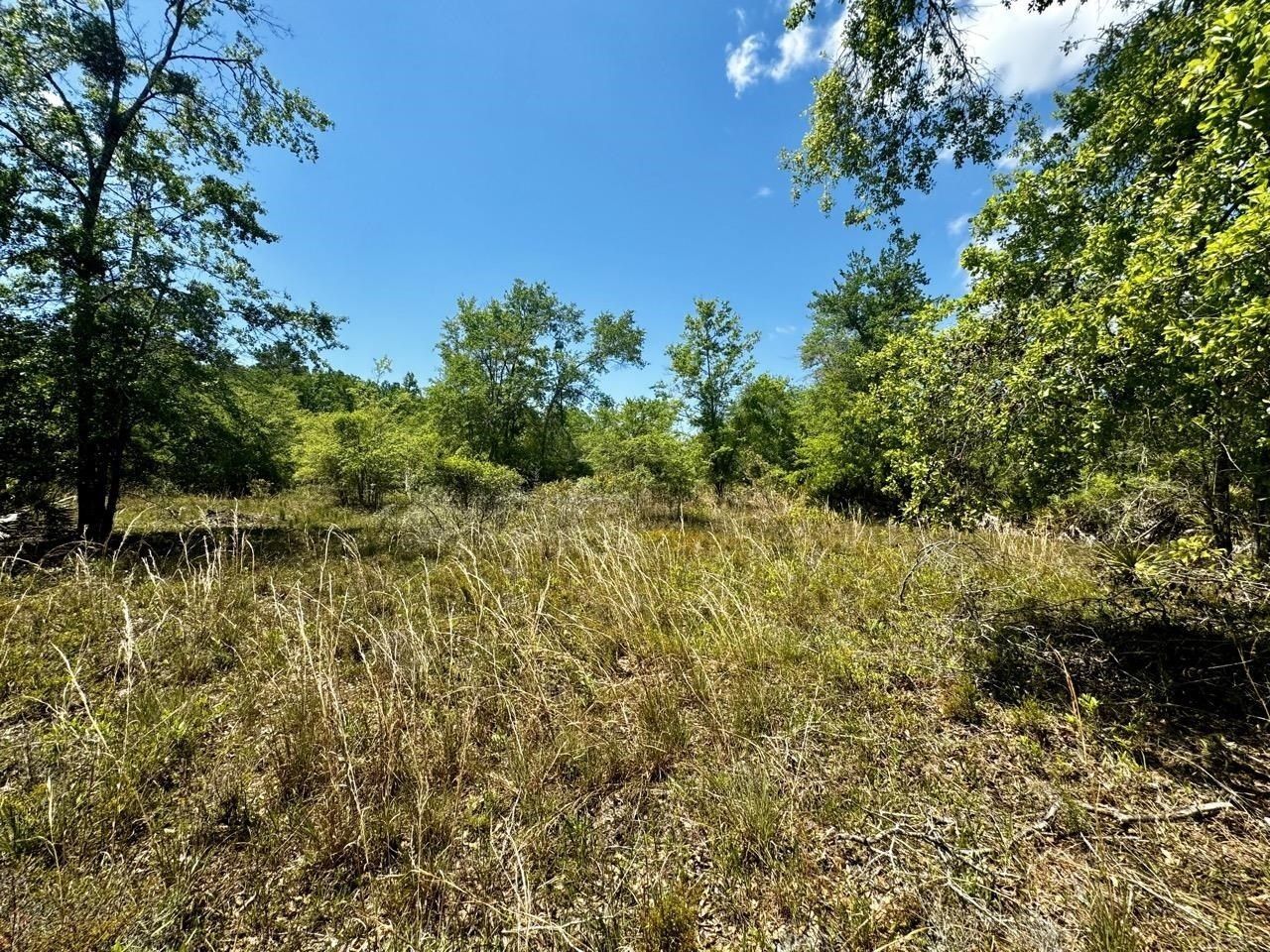 Vacant 62 Road, Lamont, FL 32336 Photo