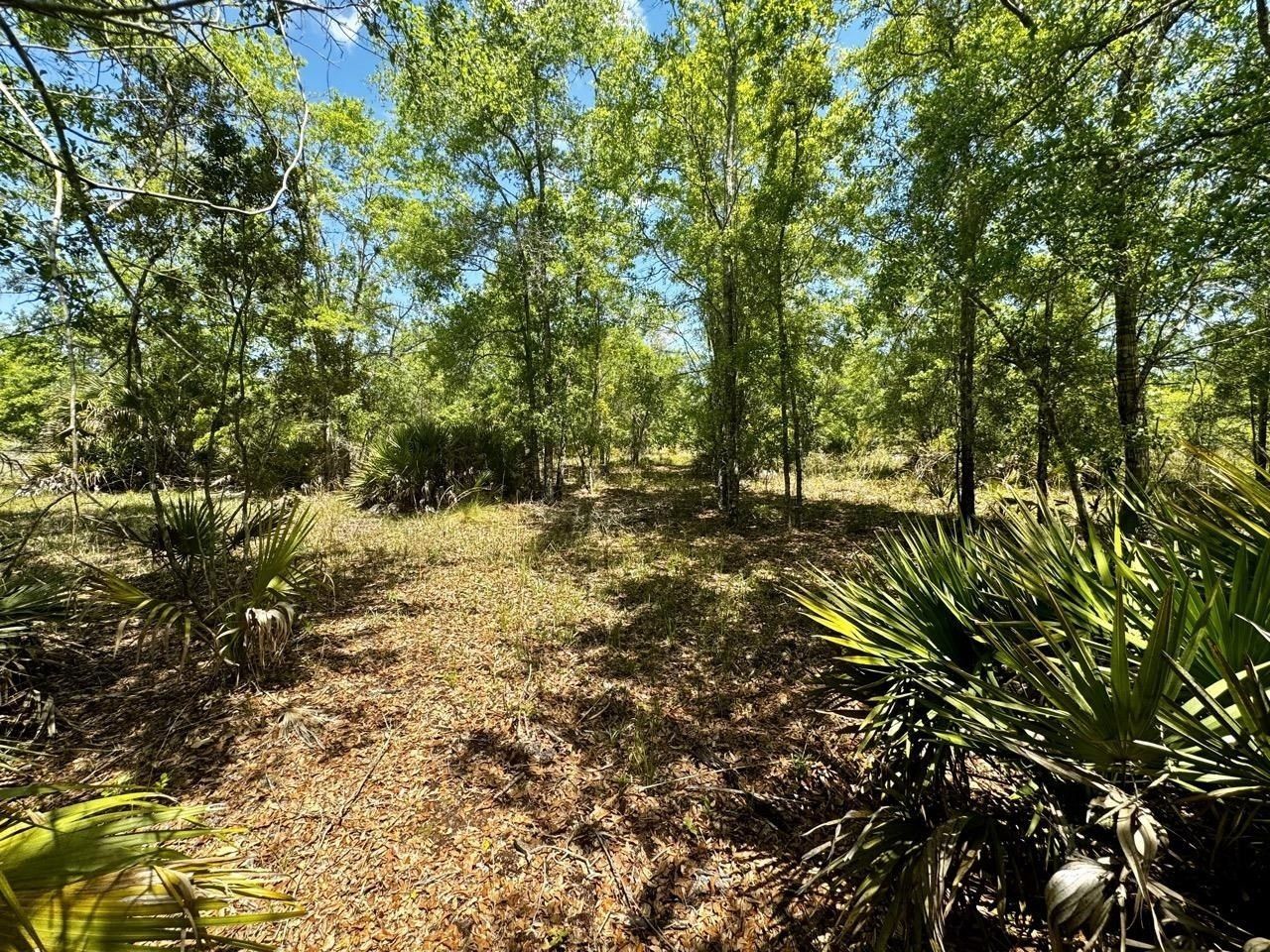 Vacant 62 Road, Lamont, FL 32336 Photo