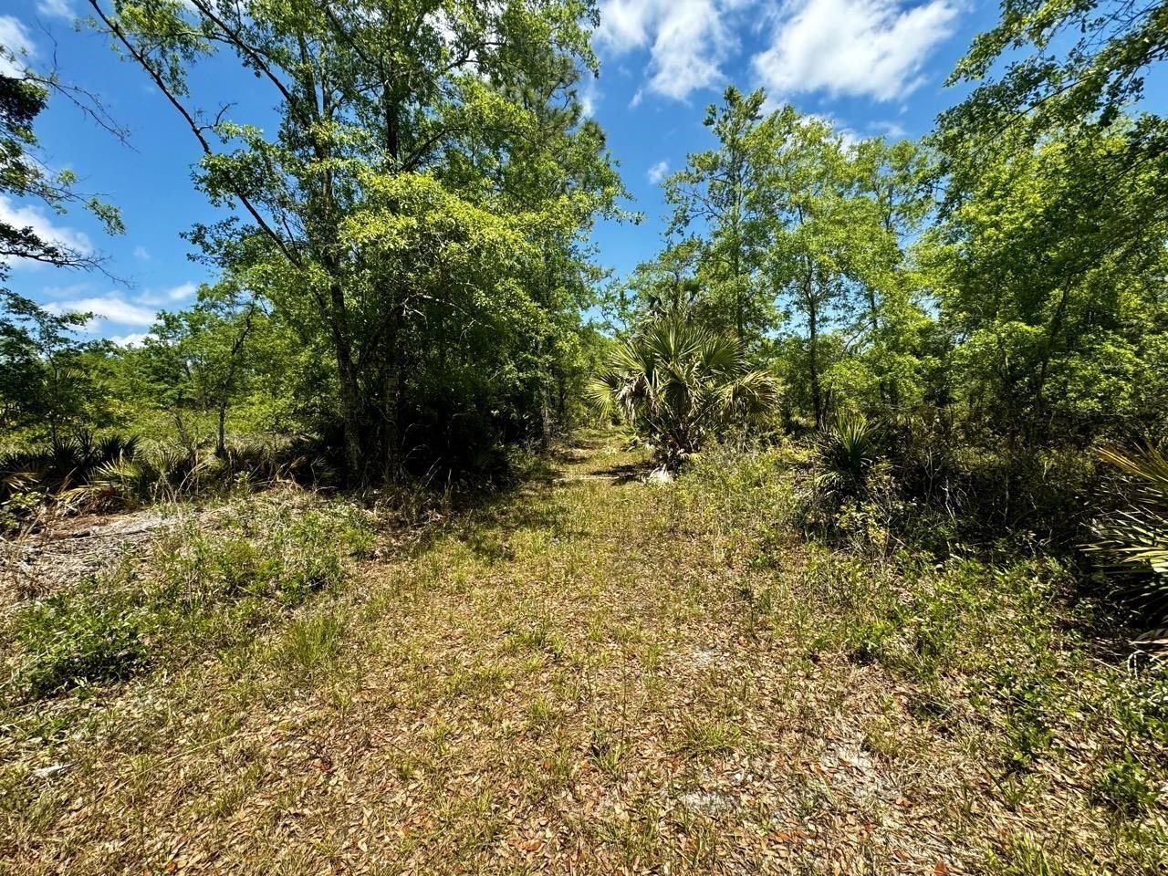 Vacant 62 Road, Lamont, FL 32336 Photo