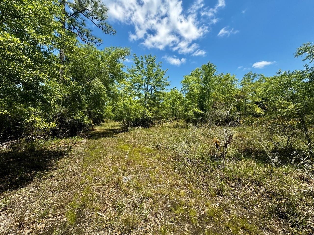 Vacant 62 Road, Lamont, FL 32336 Photo