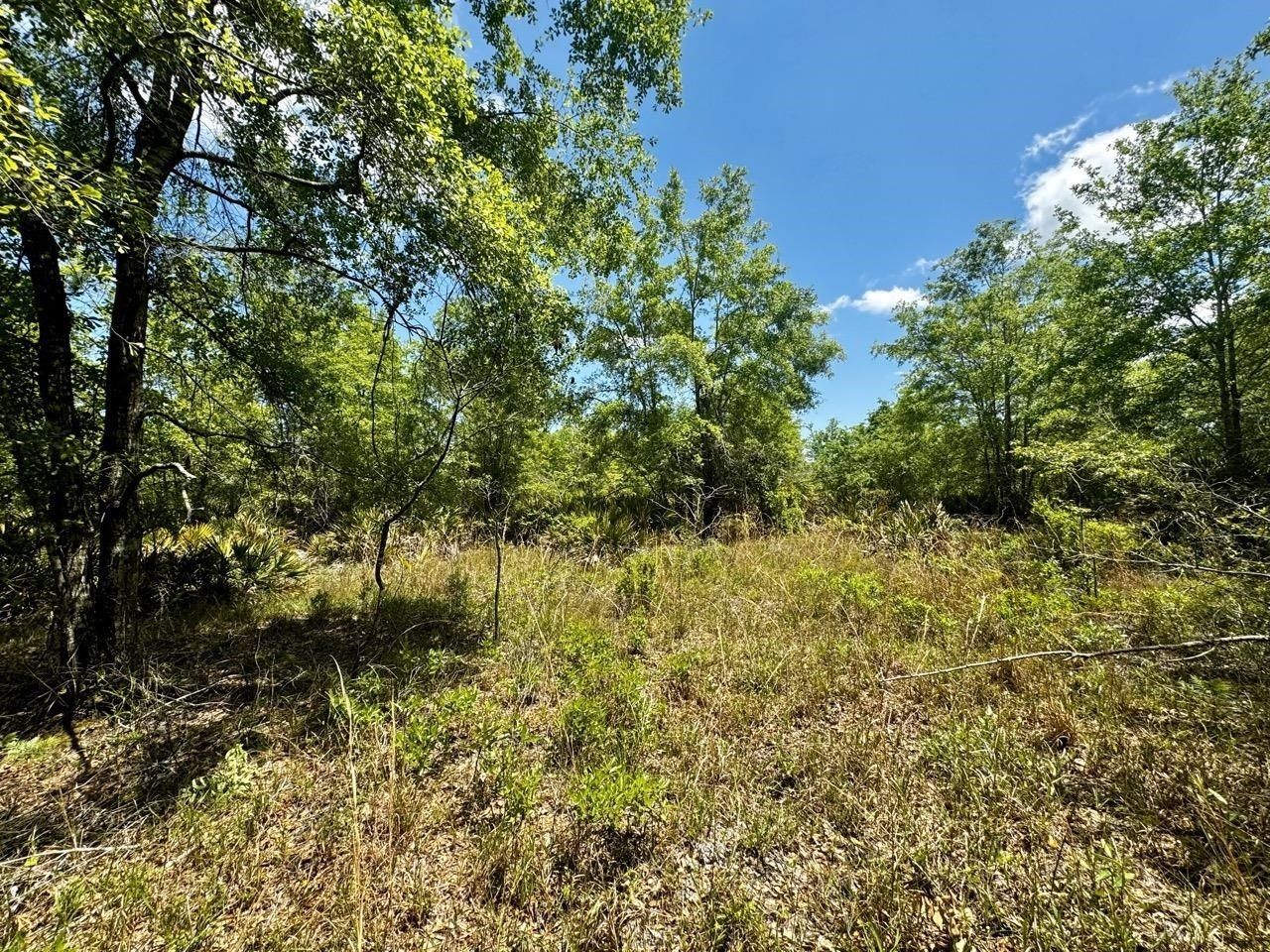 Vacant 62 Road, Lamont, FL 32336 Photo