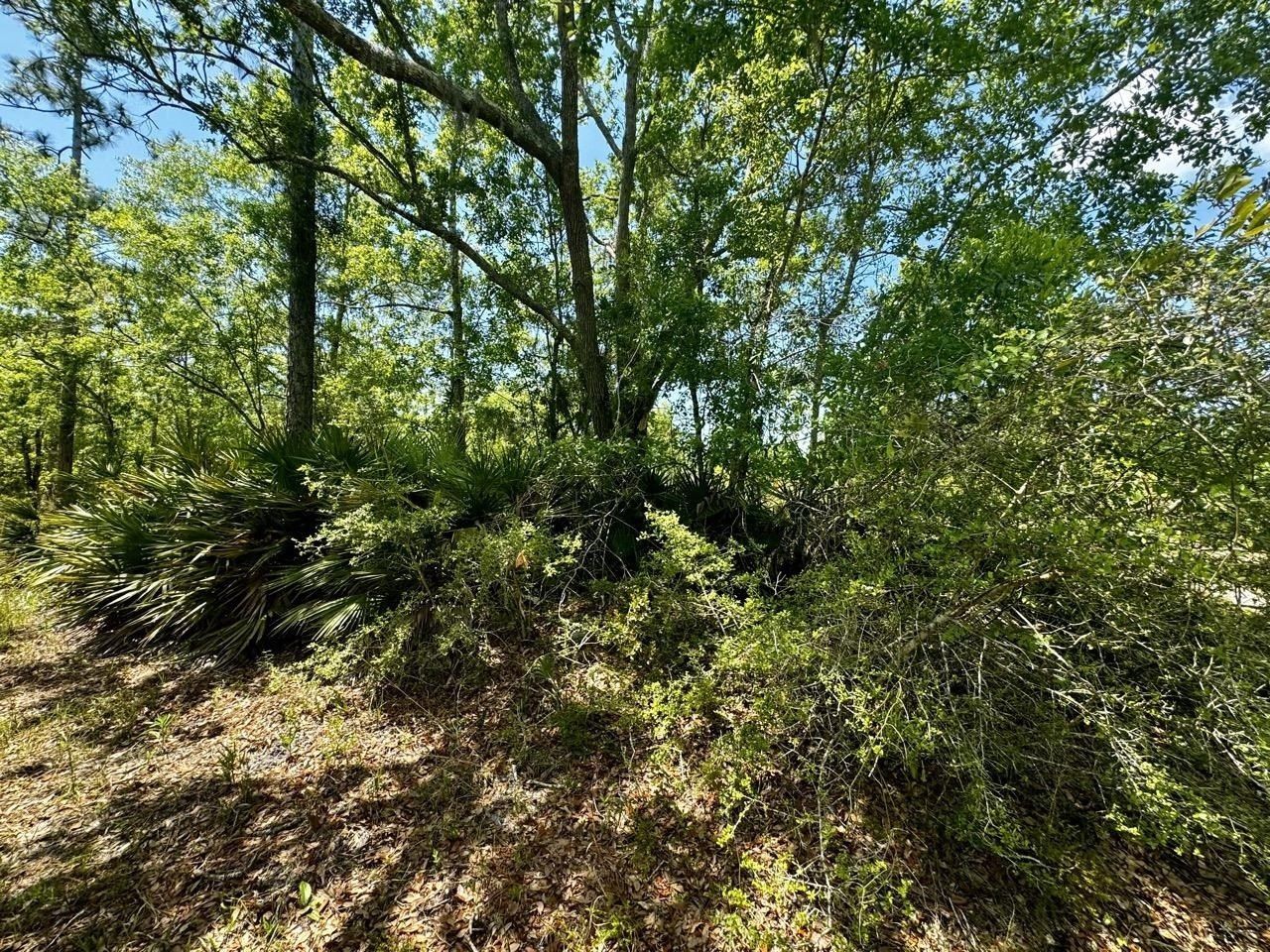 Vacant 62 Road, Lamont, FL 32336 Photo