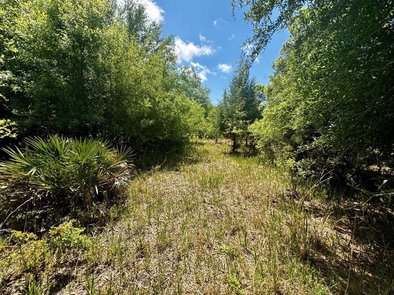 Vacant 62 Road, Lamont, FL 32336 Photo