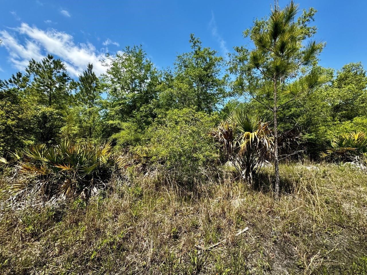 Vacant 62 Road, Lamont, FL 32336 Photo