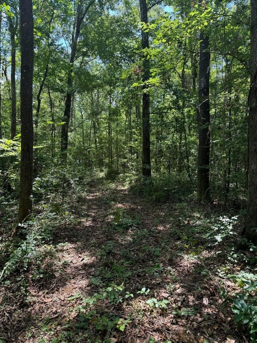 Fallow Road, Lamont, FL 32336 Photo