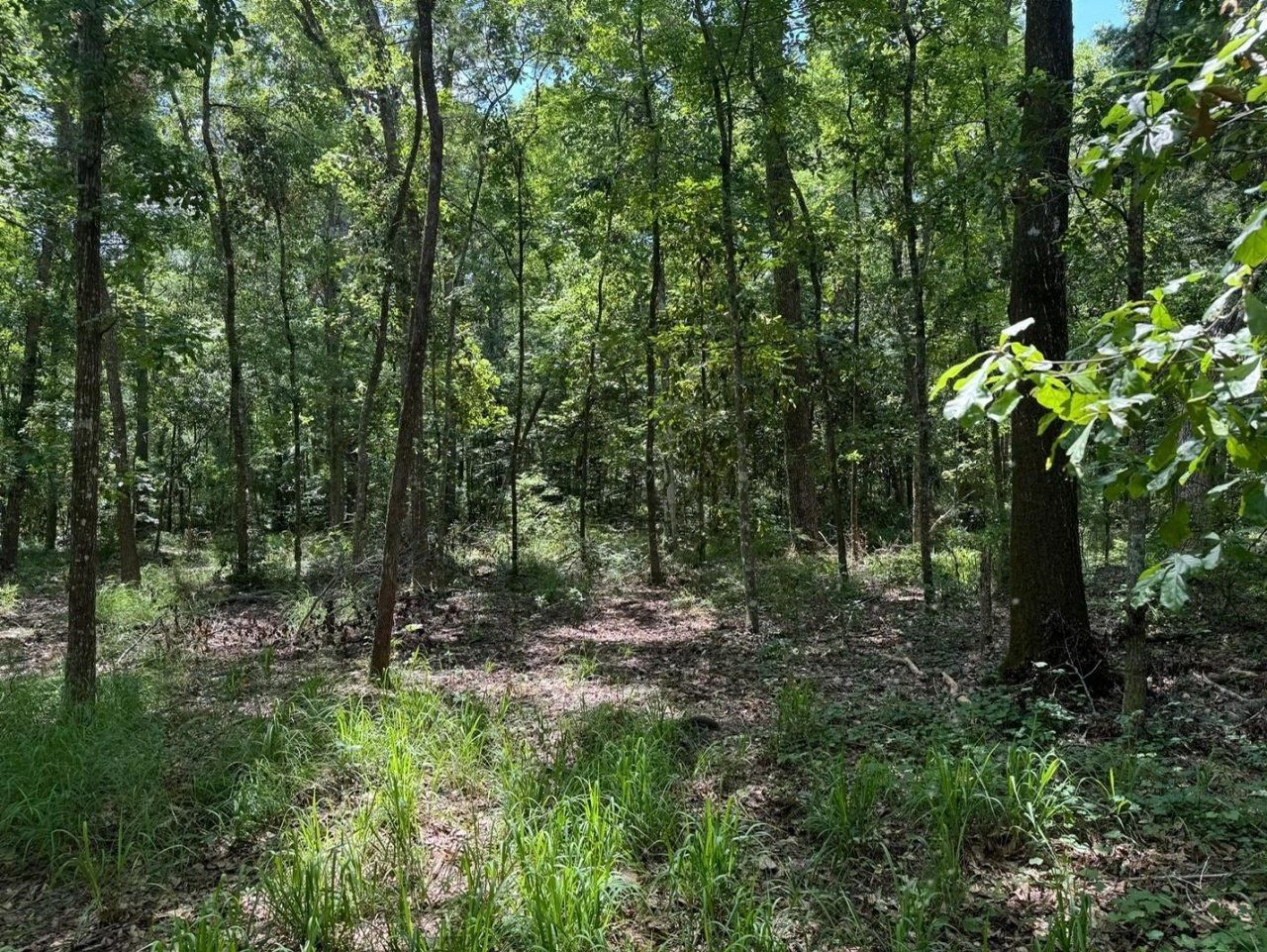 Fallow Road, Lamont, FL 32336 Photo