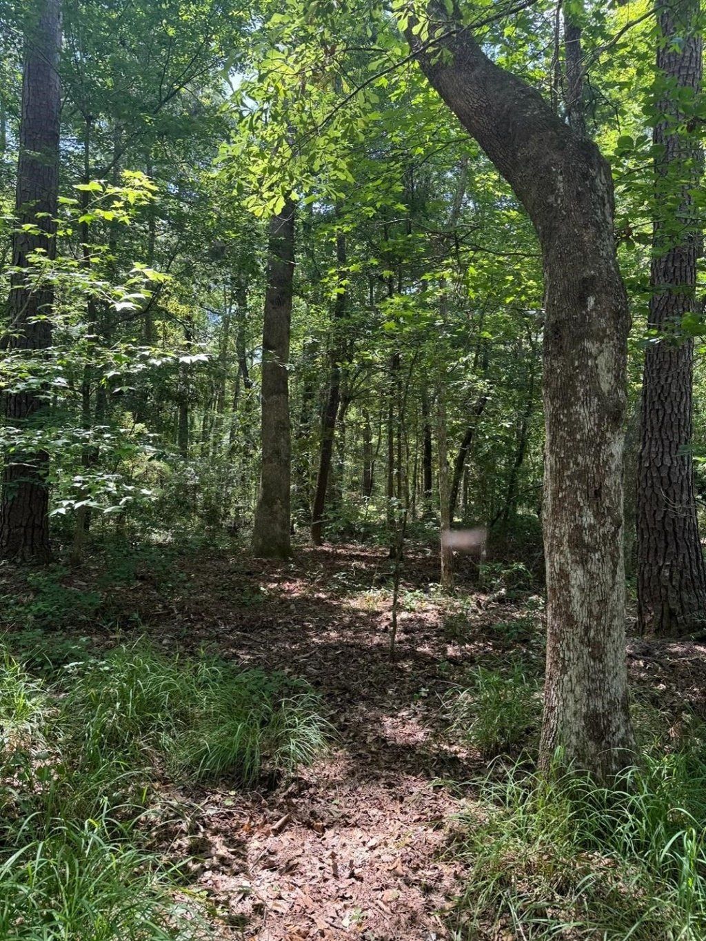 Fallow Road, Lamont, FL 32336 Photo