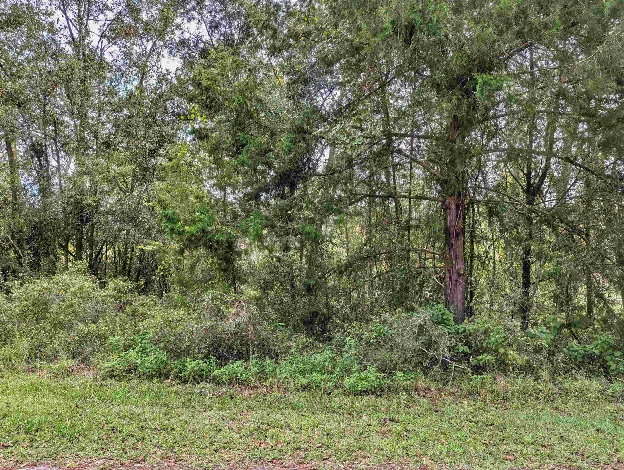 0 Tbd, Mayo, FL 32066 Photo