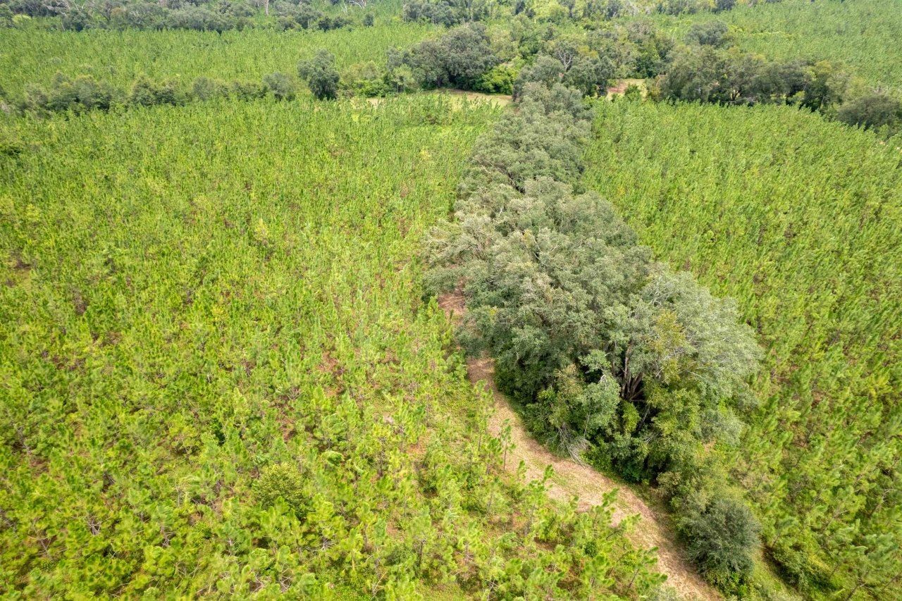 Xxx NE Geranium Street, Madison, FL 32340 Photo