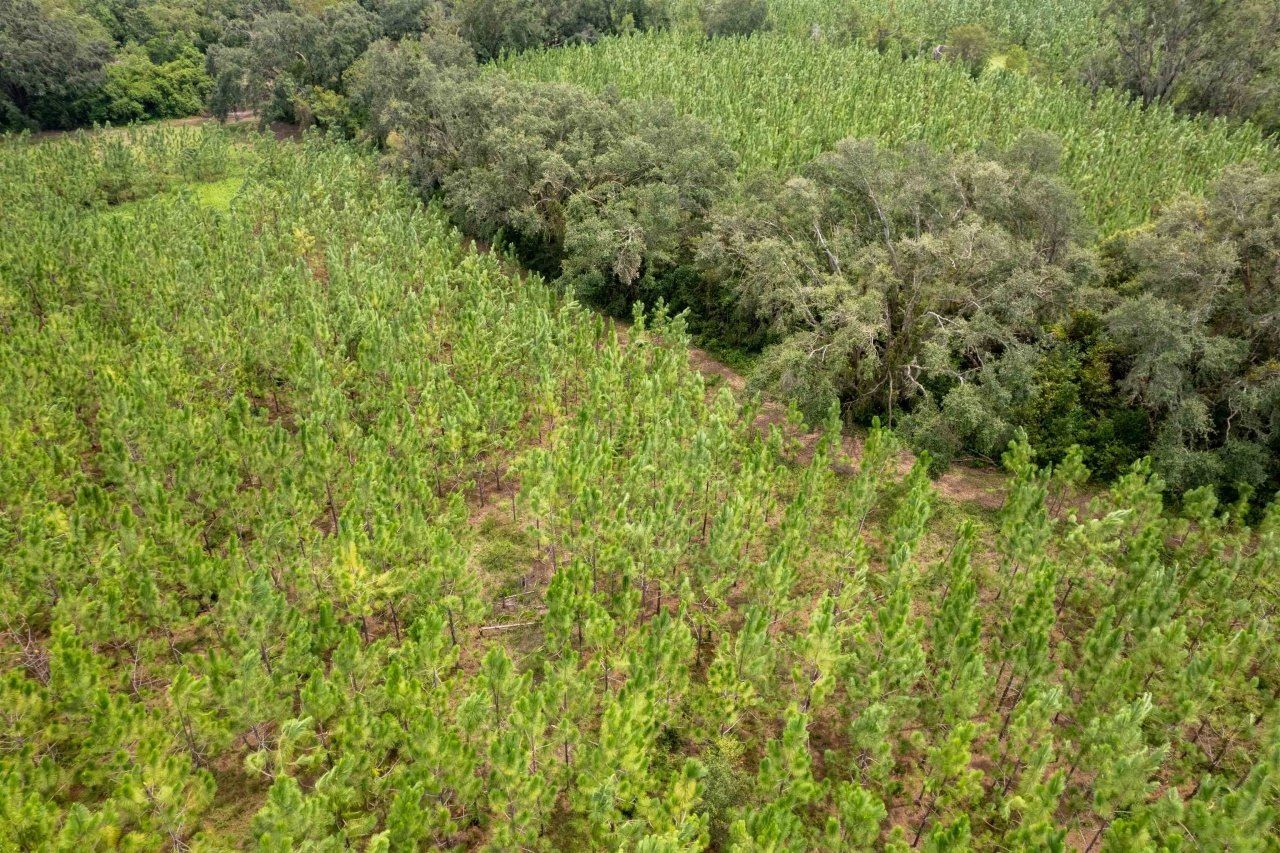 Xxx NE Geranium Street, Madison, FL 32340 Photo