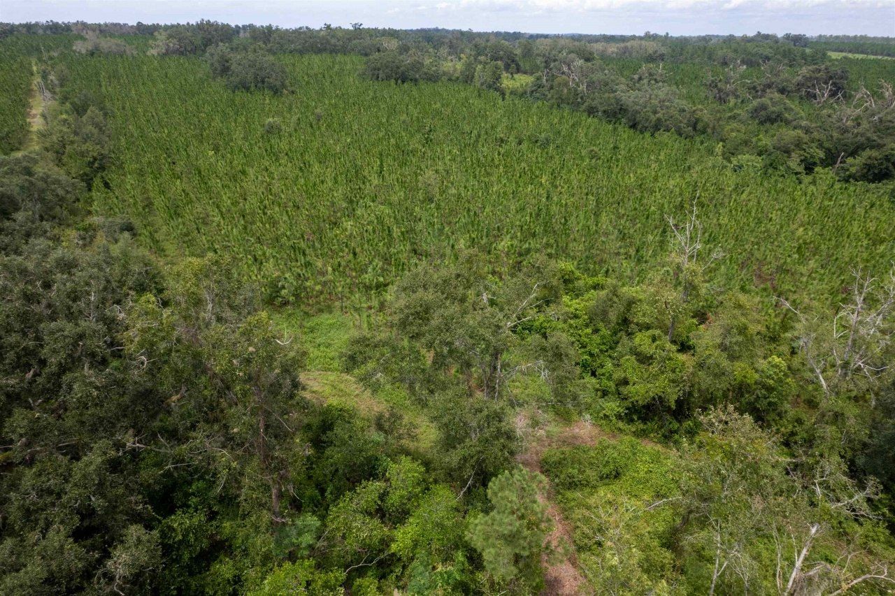 Xxx NE Geranium Street, Madison, FL 32340 Photo