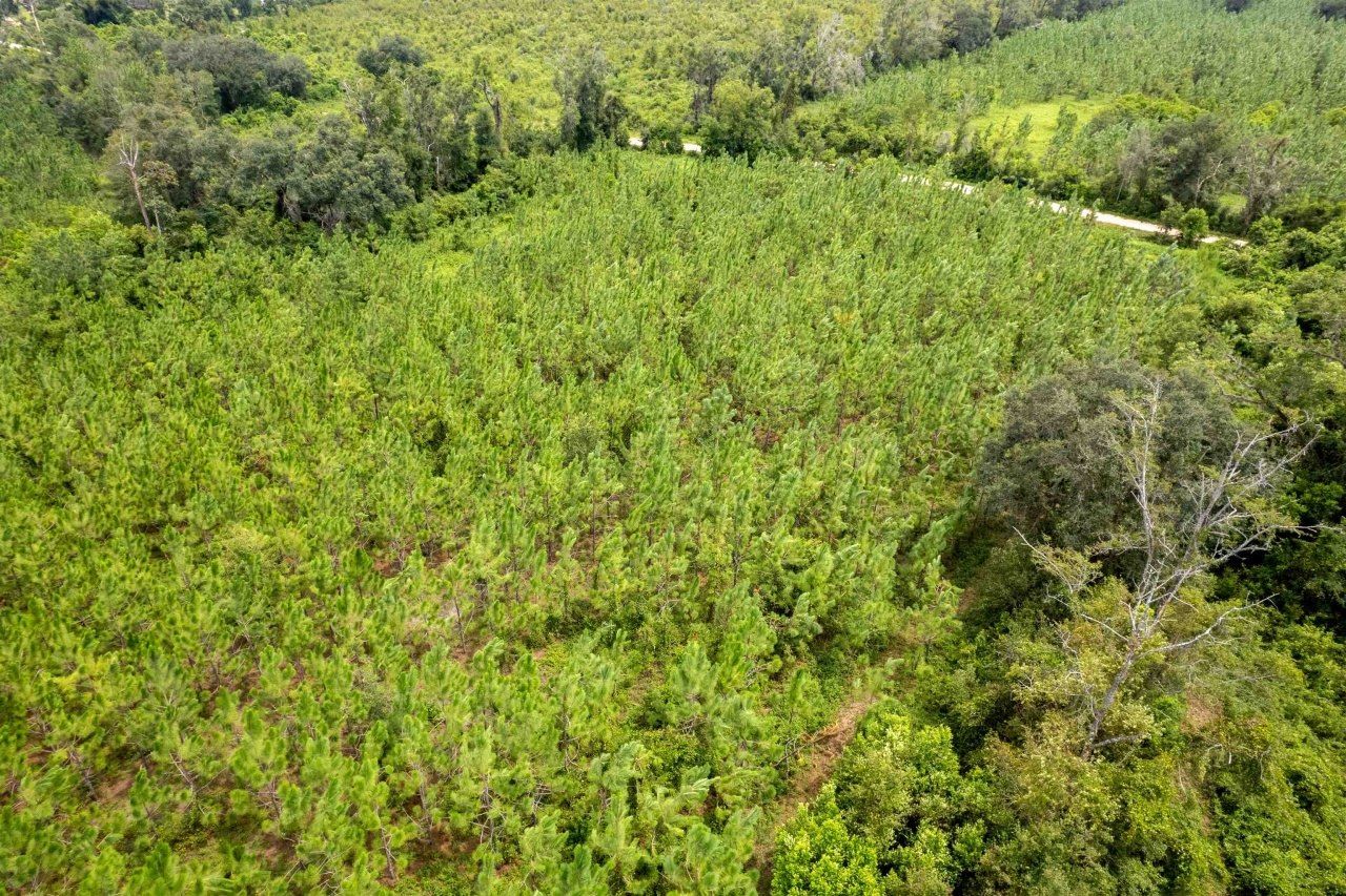 Xxx NE Geranium Street, Madison, FL 32340 Photo