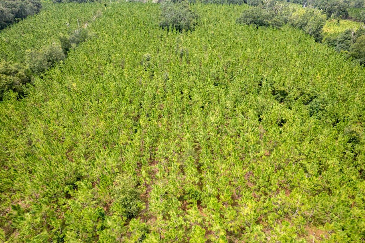 Xxx NE Geranium Street, Madison, FL 32340 Photo