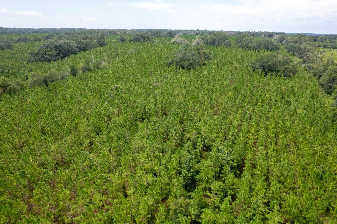 Xxx NE Geranium Street, Madison, FL 32340 Photo