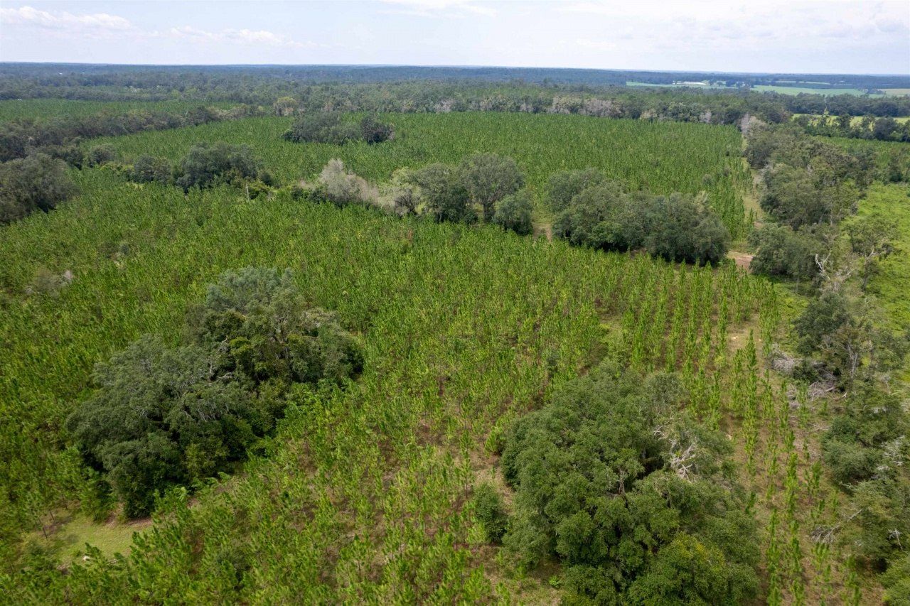 Xxx NE Geranium Street, Madison, FL 32340 Photo