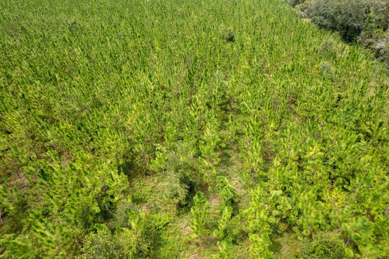 Xxx NE Geranium Street, Madison, FL 32340 Photo