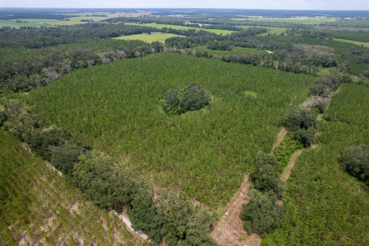 Xxx NE Geranium Street, Madison, FL 32340 Photo