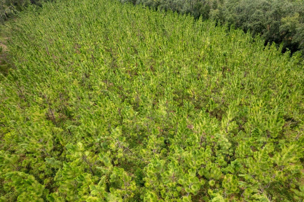 Xxx NE Geranium Street, Madison, FL 32340 Photo