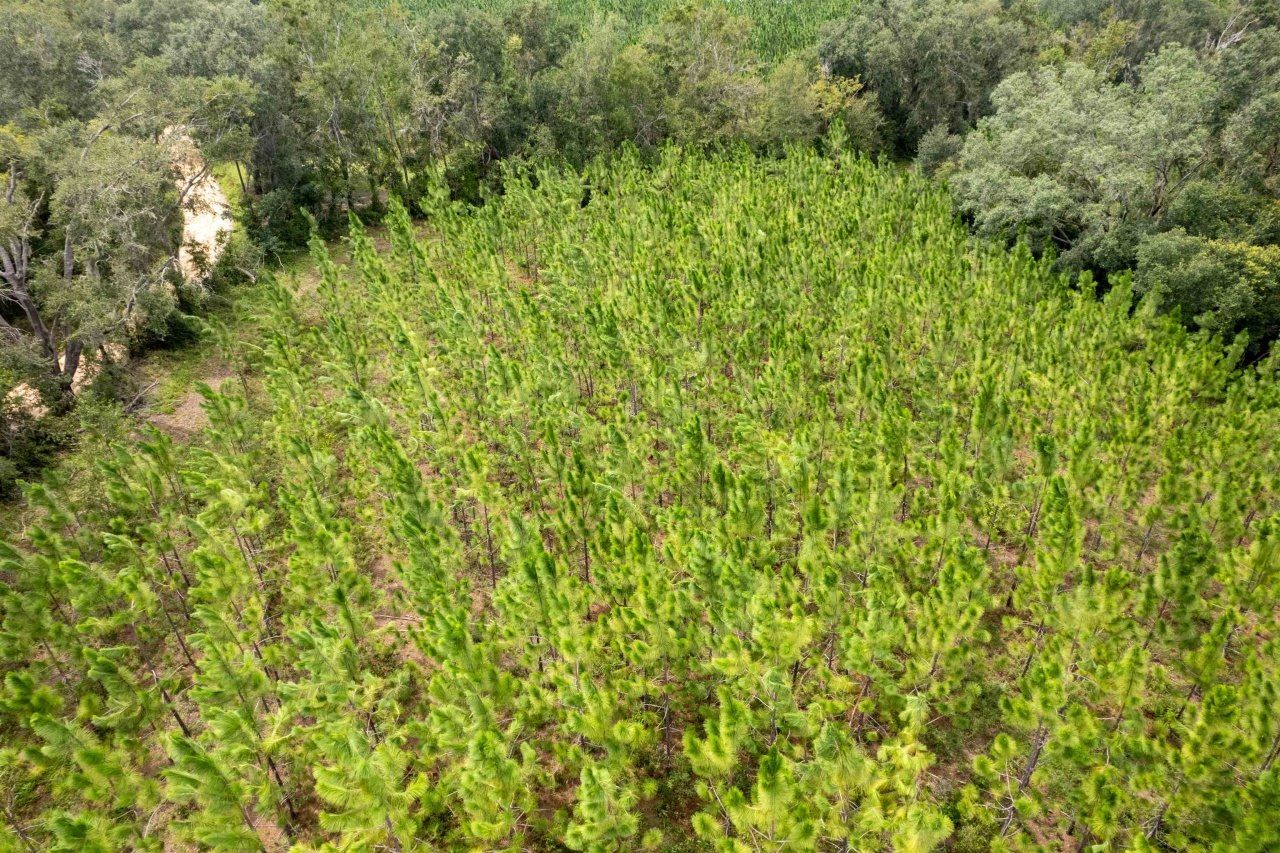 Xxx NE Geranium Street, Madison, FL 32340 Photo