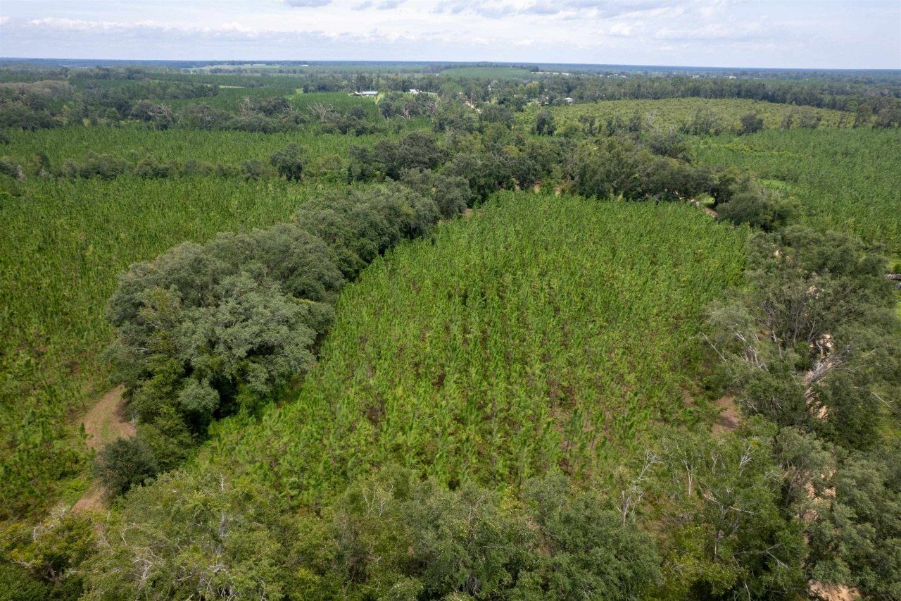 Xxx NE Geranium Street, Madison, FL 32340 Photo