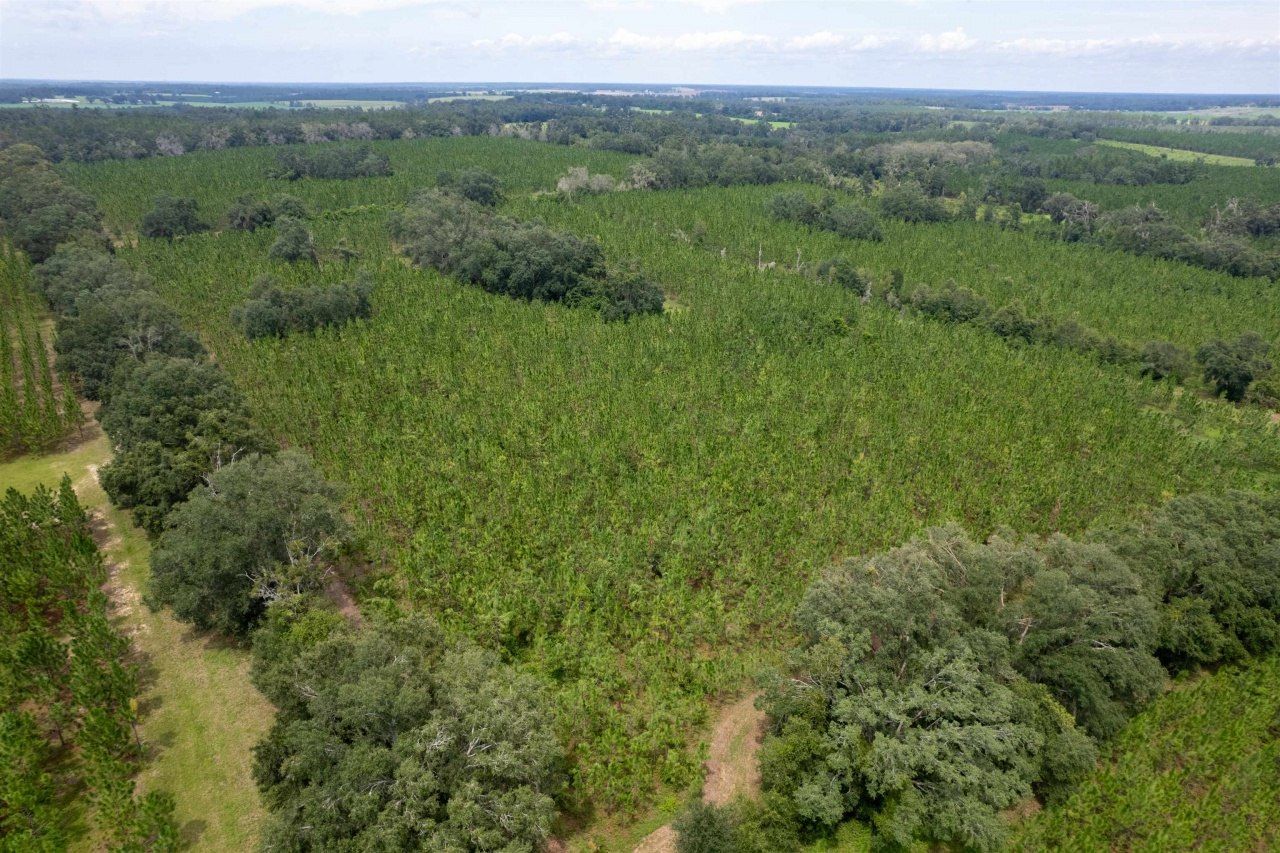 Xxx NE Geranium Street, Madison, FL 32340 Photo